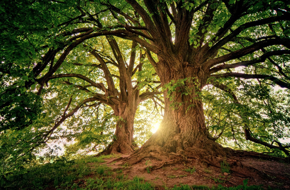  Cura degli alberi